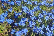 Lithodora diffusa 'Heavenly Blue'