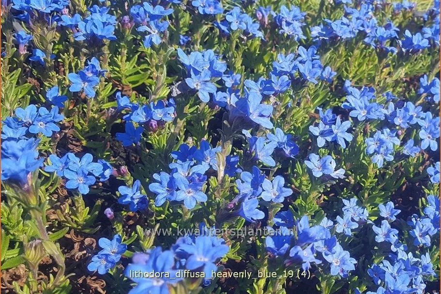 Lithodora diffusa 'Heavenly Blue'
