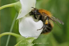 Lathyrus latifolius 'White Pearl'