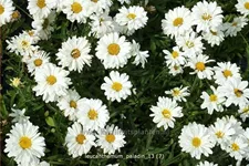 Leucanthemum x superbum 'Paladin'® Staude im 9x9 cm Vierecktopf