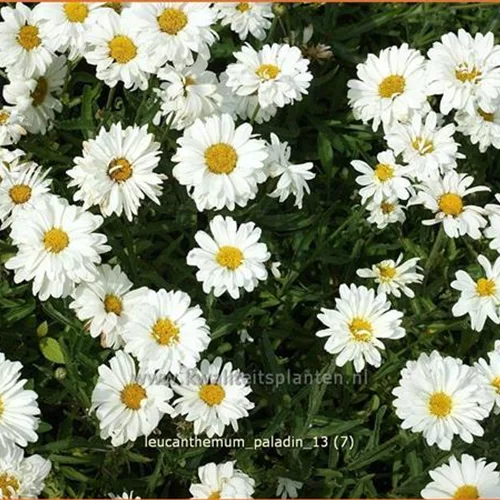 Leucanthemum x superbum 'Paladin'®