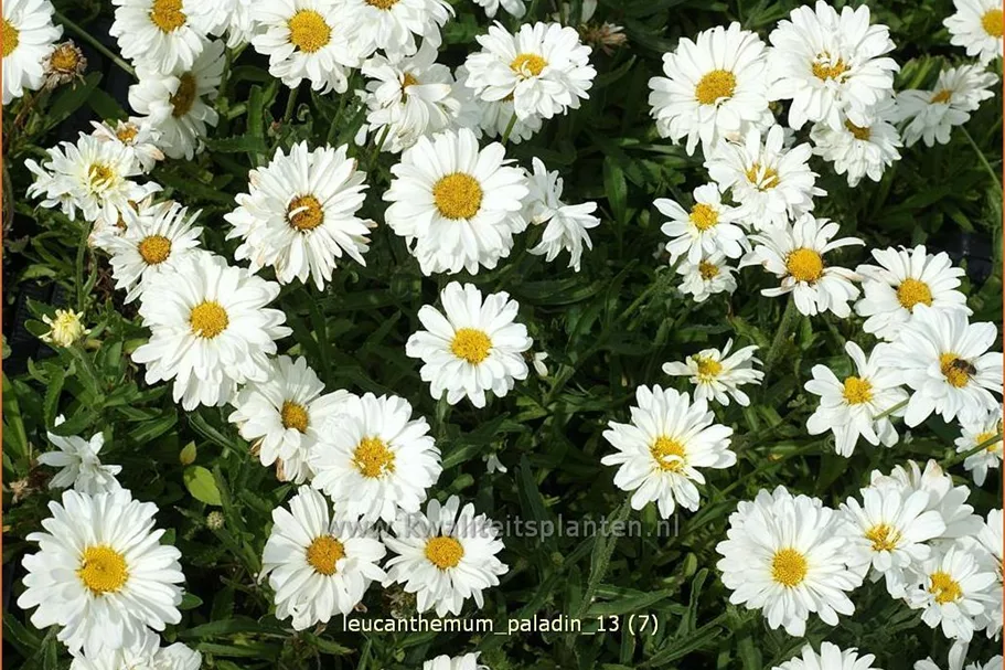 Leucanthemum x superbum 'Paladin'® Staude im 9x9 cm Vierecktopf