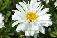 Leucanthemum x superbum 'Paladin'® Staude im 9x9 cm Vierecktopf