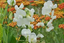 Lathyrus latifolius 'White Pearl'