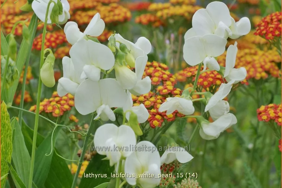 Lathyrus latifolius 'White Pearl'