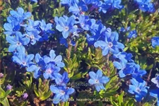 Lithodora diffusa 'Heavenly Blue'