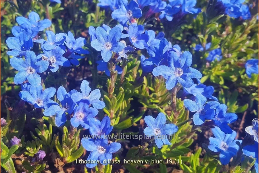Lithodora diffusa 'Heavenly Blue'