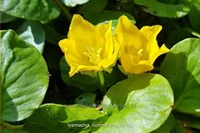 Lysimachia nummularia