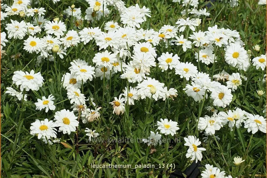 Leucanthemum x superbum 'Paladin'® Staude im 9x9 cm Vierecktopf