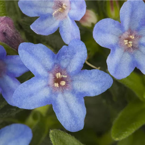 Lithodora diffusa 'Heavenly Blue'