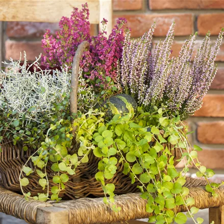 Lysimachia nummularia