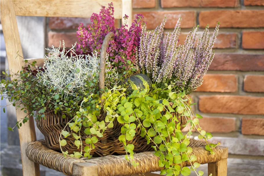 Lysimachia nummularia