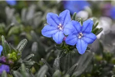 Lithodora diffusa 'Heavenly Blue'