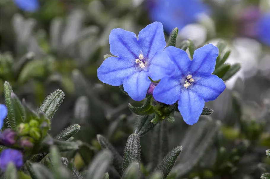 Lithodora diffusa 'Heavenly Blue'