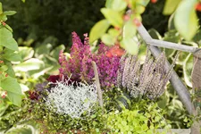 Lysimachia nummularia