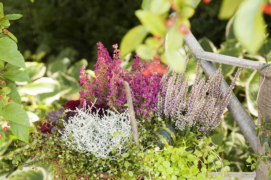 Lysimachia nummularia