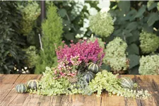 Lysimachia nummularia