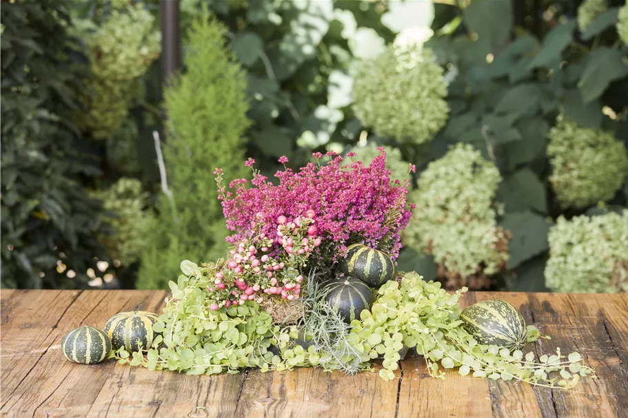 Lysimachia nummularia