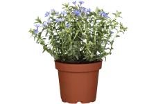 Lithodora diffusa 'Heavenly Blue'