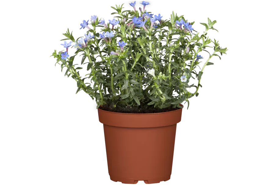 Lithodora diffusa 'Heavenly Blue'