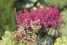 Lysimachia nummularia