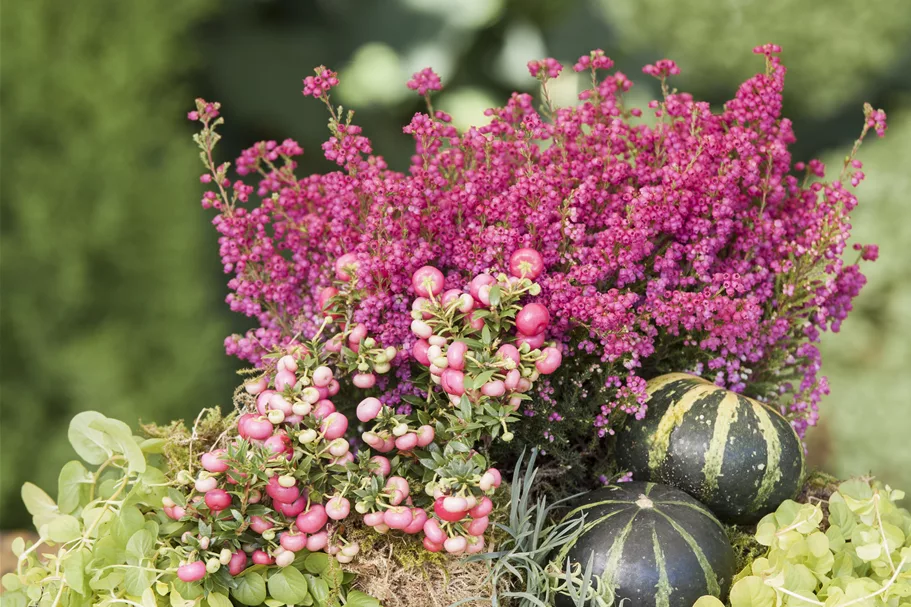 Lysimachia nummularia