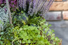 Lysimachia nummularia