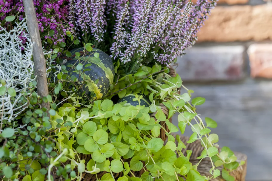 Lysimachia nummularia