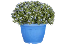 Lithodora diffusa 'Heavenly Blue'