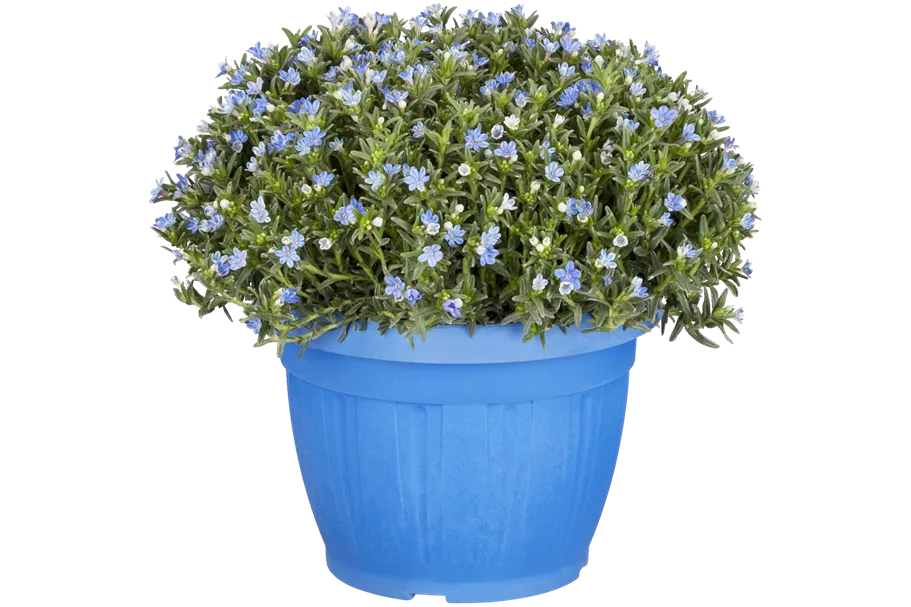 Lithodora diffusa 'Heavenly Blue'