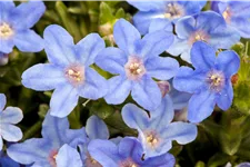 Lithodora diffusa 'Heavenly Blue'