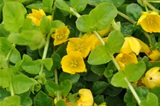 Lysimachia nummularia