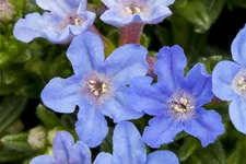 Lithodora diffusa 'Heavenly Blue'
