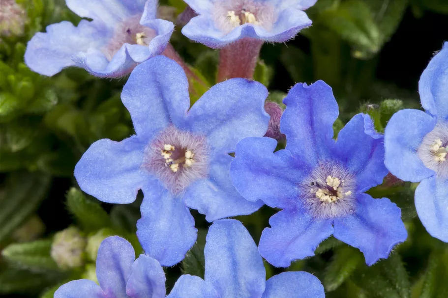 Lithodora diffusa 'Heavenly Blue'