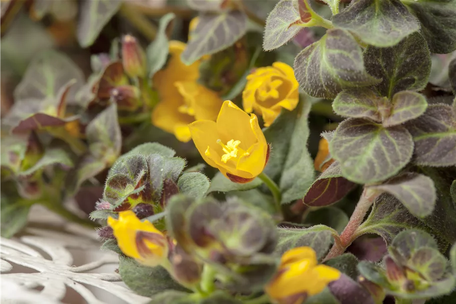 Lysimachia nummularia
