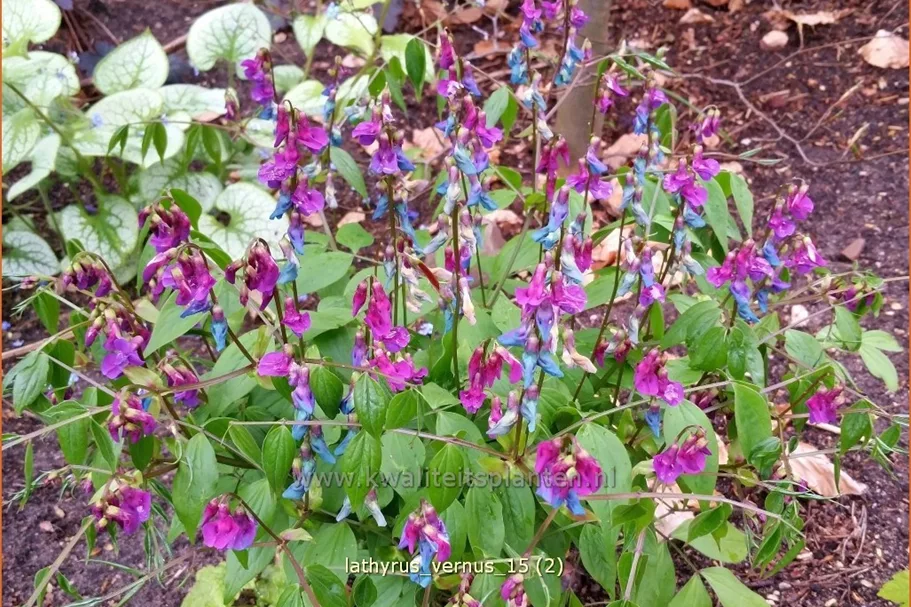 Lathyrus vernus