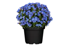 Lithodora diffusa 'Heavenly Blue'