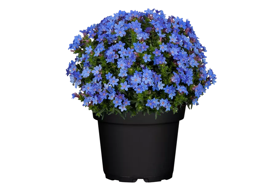 Lithodora diffusa 'Heavenly Blue'