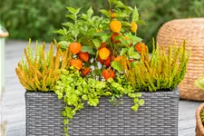 Lysimachia nummularia