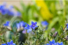 Lithodora diffusa 'Heavenly Blue'