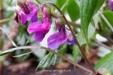 Lathyrus vernus