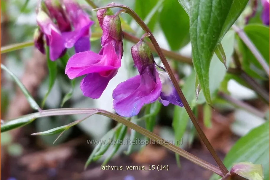 Lathyrus vernus