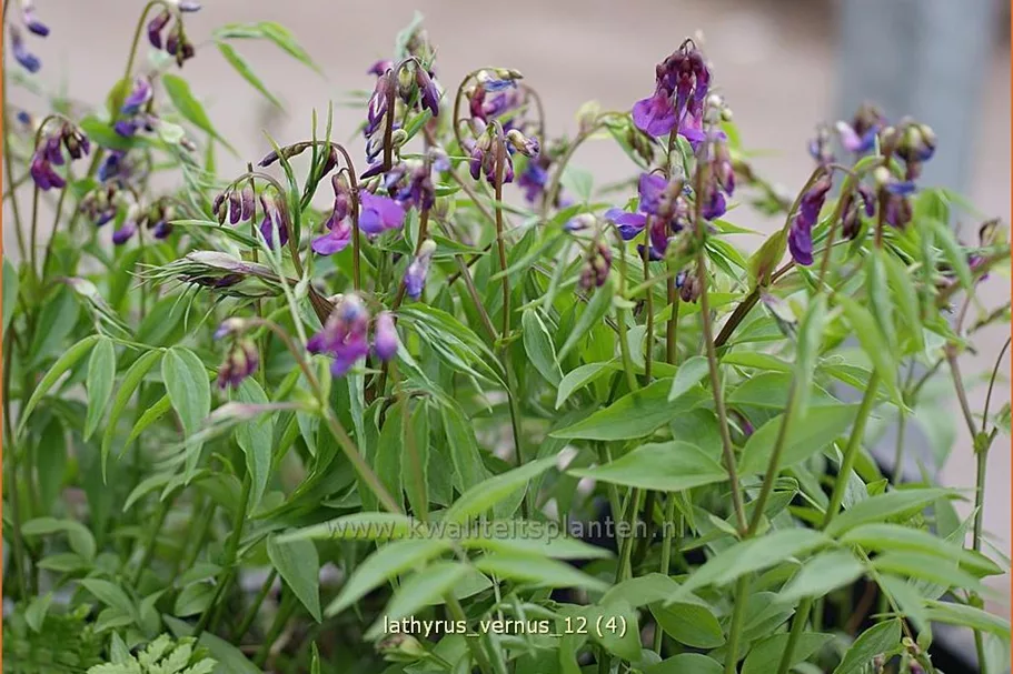 Lathyrus vernus