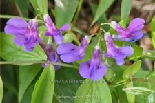 Lathyrus vernus