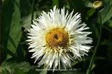 Leucanthemum x superbum 'Real Galaxy'