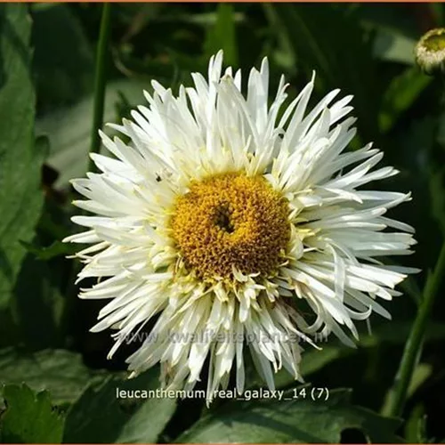 Leucanthemum x superbum 'Real Galaxy'