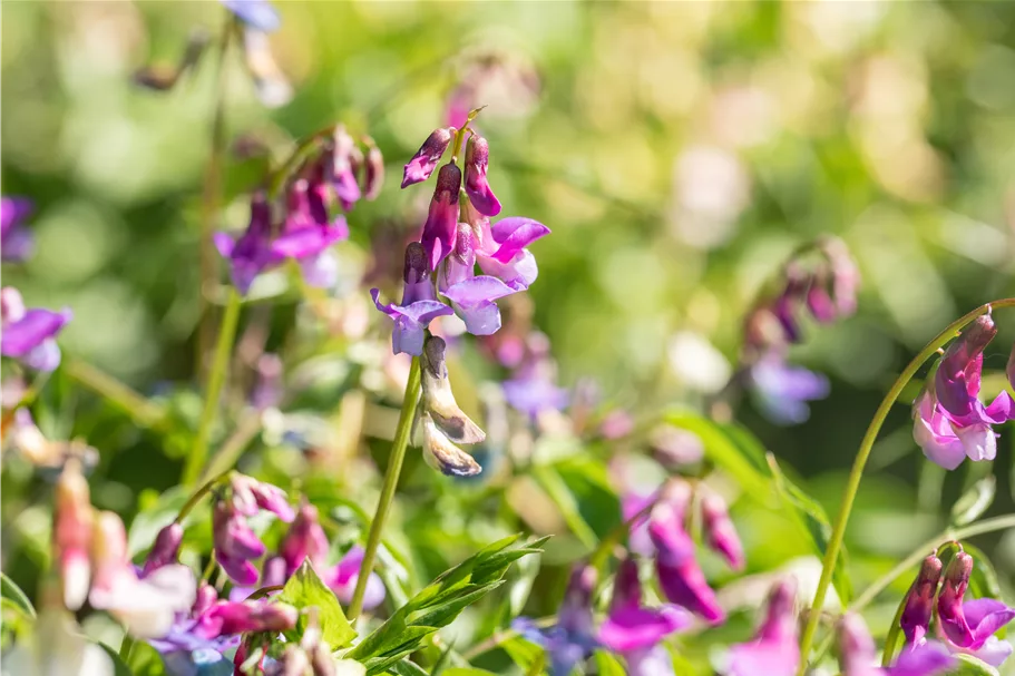 Lathyrus vernus