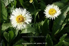 Leucanthemum x superbum 'Real Galaxy'