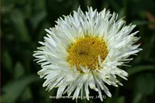 Leucanthemum x superbum 'Real Galaxy'