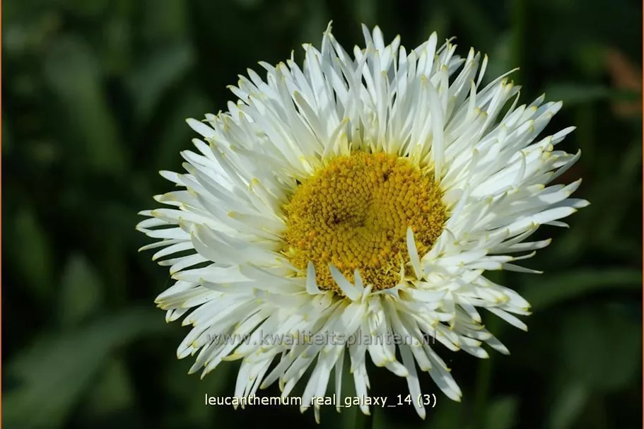 Leucanthemum x superbum 'Real Galaxy'
